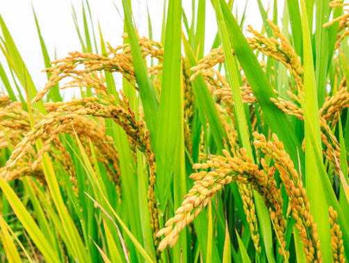 南方早稻后期管理意见 水稻怎么高产养护