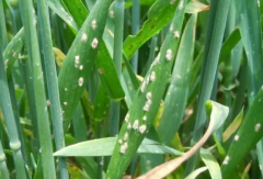 早春小麦纹枯病症状是什么 怎么有效防治