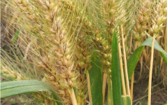 小麦干热风的危害是什么 防治措施有哪些