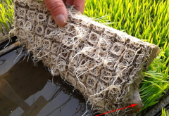 水稻育苗的方式有哪些 水稻培育秧苗的注意要点是什么