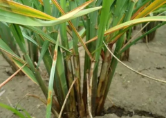 水稻纹枯病怎么防治 水稻纹枯病的防治方法