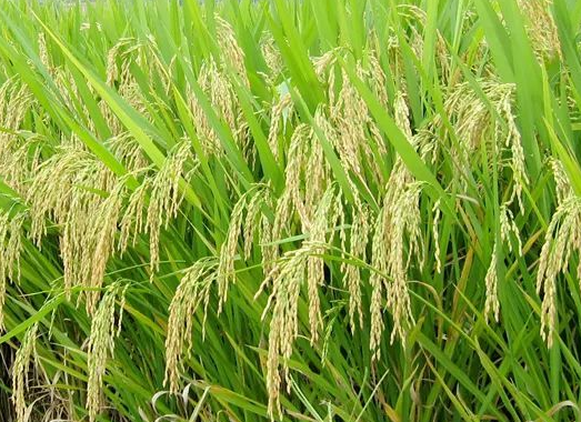 五优稻四号高产栽培方法是什么 主要病虫害如何防治