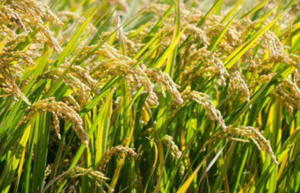 单季杂交水稻超高产栽培方法是什么 如何种植能高产