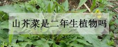 山芥菜是二年生植物吗
