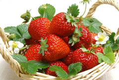 草莓的种类有哪些 有什么不同的优点