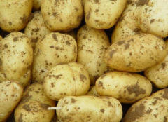 马铃薯施肥的要点是什么 需要注意些什么