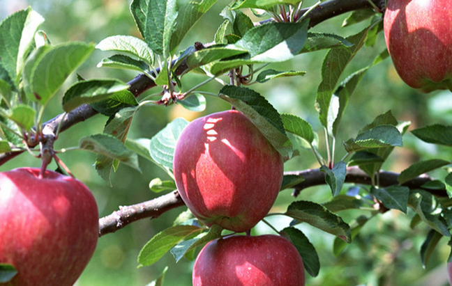 苹果树秋季施什么肥好 怎么施肥产量高