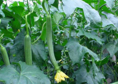 加强冬季管理 提高丝瓜产量的养殖方法总结