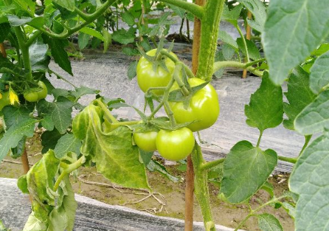 番茄青枯病的生物防治技术 番茄病害防治方法