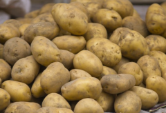 春天马铃薯覆膜栽培 马铃薯播种养殖方法总结