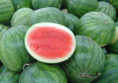 西瓜子种下后多久可以发芽出苗 西瓜怎么养殖