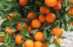 秋季柑橘施肥技术 柑橘怎么用肥