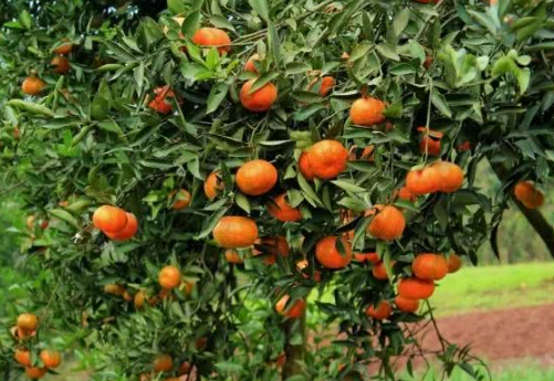 柑橘园六月管理重点 柑橘怎么养殖比较好