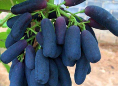 千万不要种蓝宝石葡萄的原因 蓝宝石葡萄的优缺点是什么