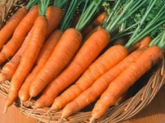 冬季胡萝卜的储存方法 胡萝卜怎么保存好