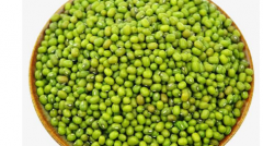 家庭绿豆水培方法 绿豆养殖技巧