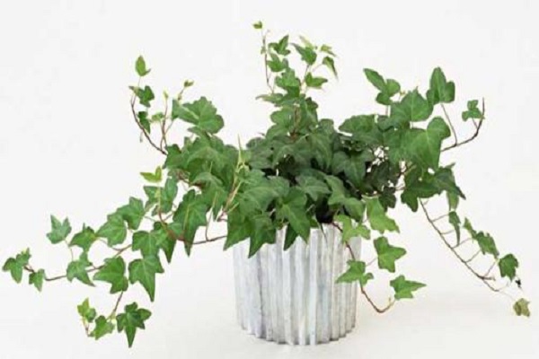 常见的养在水里的植物有哪些