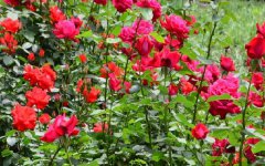 月季花的养殖方法 有什么技巧