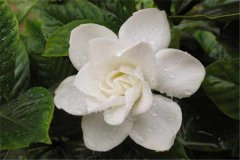栀子花秋天怎么养 需要注意什么