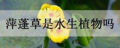 萍蓬草是水生植物吗