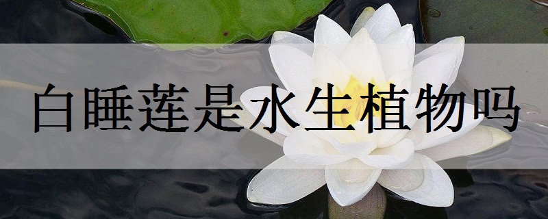 白睡莲是水生植物吗