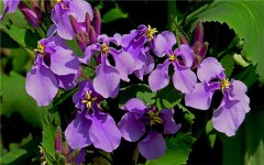 4月开紫色花的野花有哪些 有什么特征
