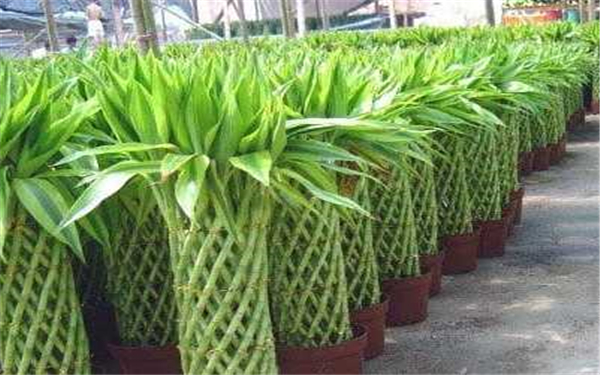 竹类植物能放在室内吗