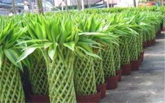 竹类植物能放在室内吗 有哪些观赏价值