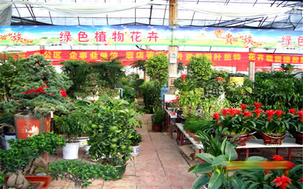 北京哪里有卖绿植的