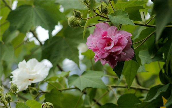 芙蓉花什么季节开花