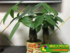 洗大米的水可以用来浇花吗？淘米水可以浇花吗