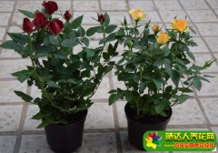 <b>月季花怎样养护？怎样养护月季花技巧</b>