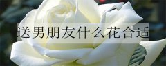 <b>女朋友送男朋友什么花最好？送给男朋友的花</b>