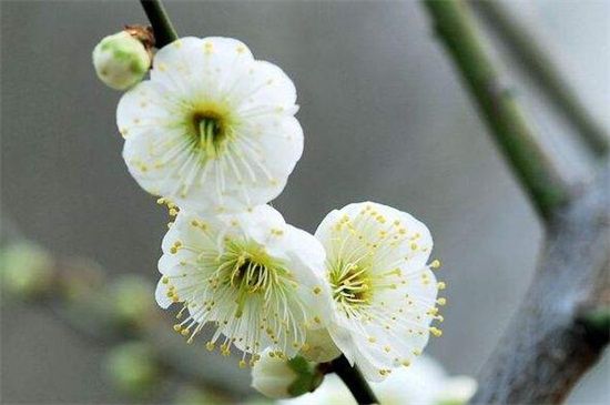 绿萼梅花图片