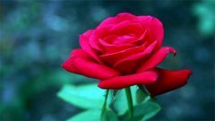 <b>玫瑰花图片大全：生活中常见的十种玫瑰花颜色</b>