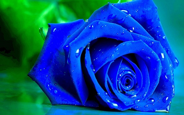 为什么不能轻易送蓝色妖姬 七夕节适合送蓝玫瑰吗