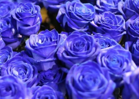 为什么不能轻易送蓝色妖姬 七夕节适合送蓝玫瑰吗