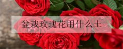 玫瑰花送几朵代表什么 玫瑰花应该送几朵