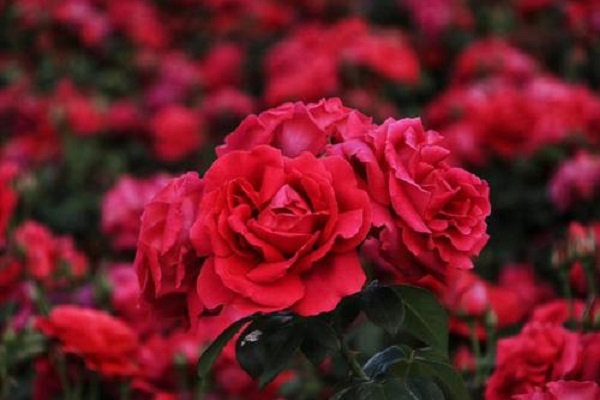 玫瑰花送几朵代表什么 玫瑰花应该送几朵