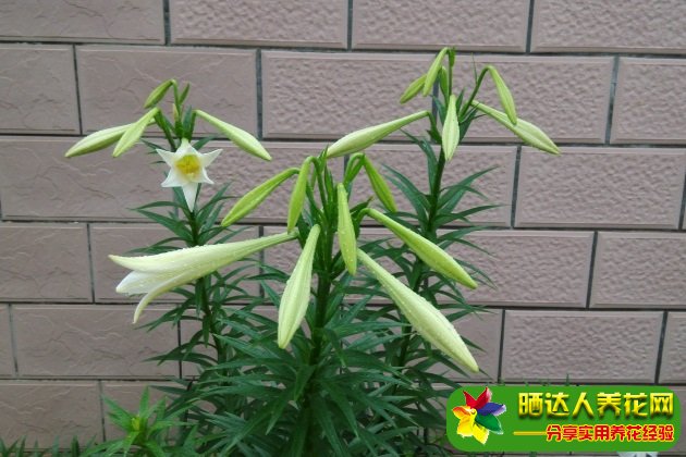 百合花怎么养？