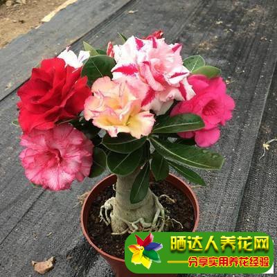 沙漠玫瑰只长枝不开花怎么办？