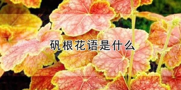 矾根的花语