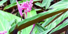 紫背竹芋的花语和寓意是什么
