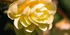 球根海棠的花语_球根海棠的寓意和象征是什么
