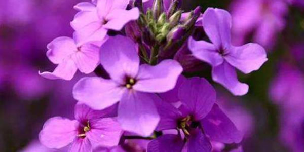蓝香芥的花语