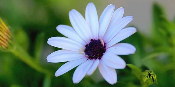 蓝目菊的花语