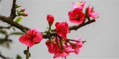 海棠花的花语_海棠花的寓意和象征是什么？