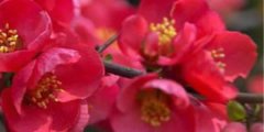 贴梗海棠的花语_贴梗海棠的寓意和象征是什么？