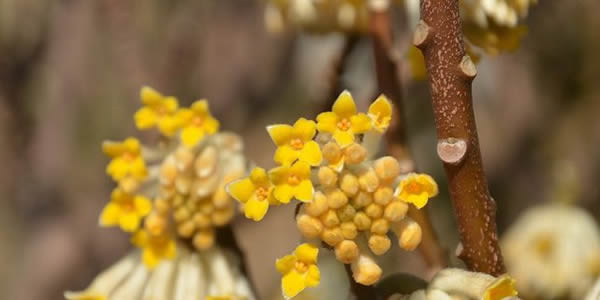 结香的花语