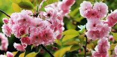 日本晚樱的花语_日本晚樱的寓意和象征是什么？